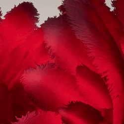 Briar ~ Valentine! Furry Horse/Equine Avatar!