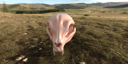 Cat Skull Head