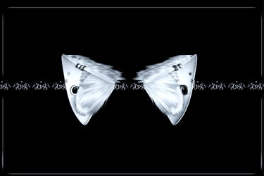 fluff ears ★ [NITRO]