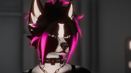 BLACK Border Collie!