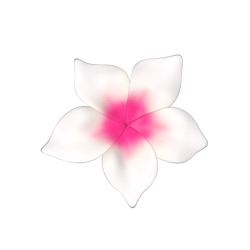 ꒰ tropical flower ꒱  .ᐟ ｡𖦹°‧