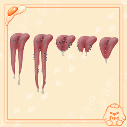 Tongue Bundle *Commercial License*