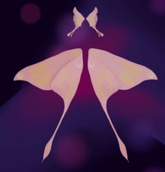 Moth Kitty Set