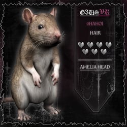 Rat Pet