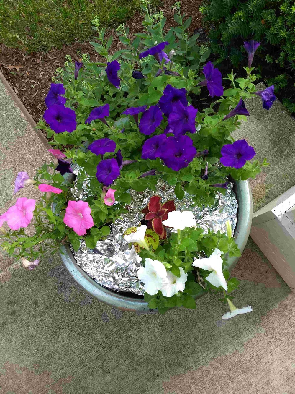 Flowers surrounded by tin foil to prevent chipmunks from digging in her pots.