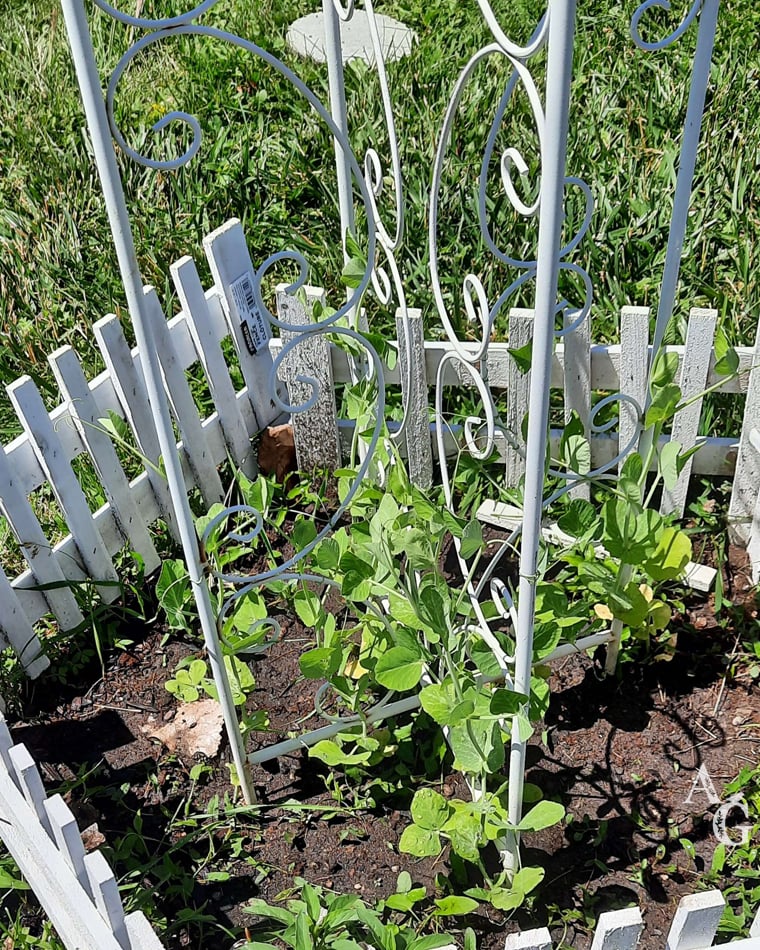 Arbor Garden Peas
