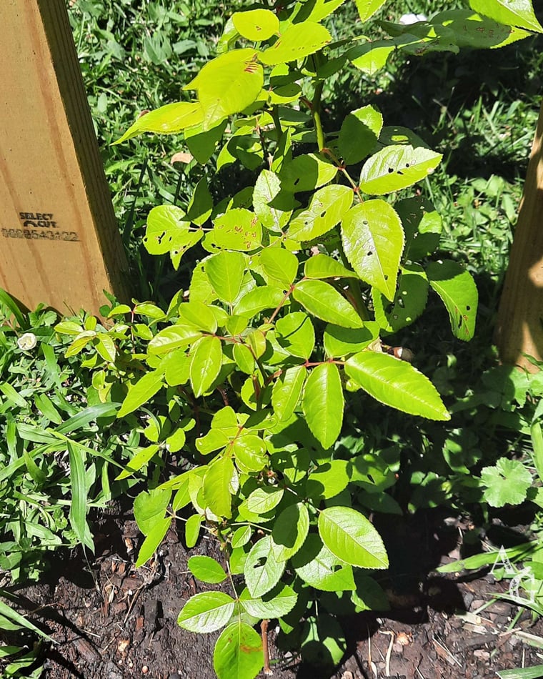 Zephirine Arbor Garden Rose