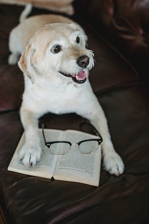Dog reading a book