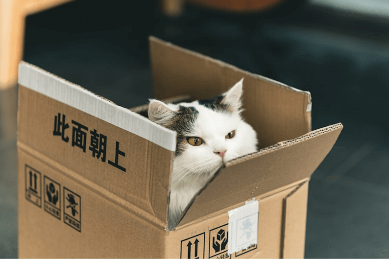 A cat springs out of a box.