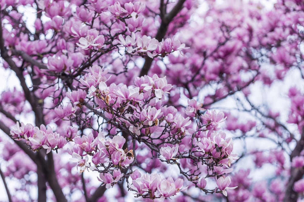 Spring flowers on tree