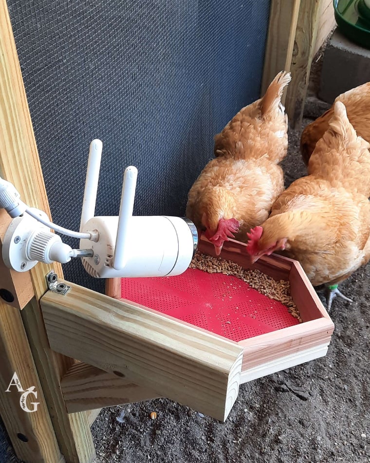 Wreck and Griff snacking from the new tray, part of the new auto snack feeder!