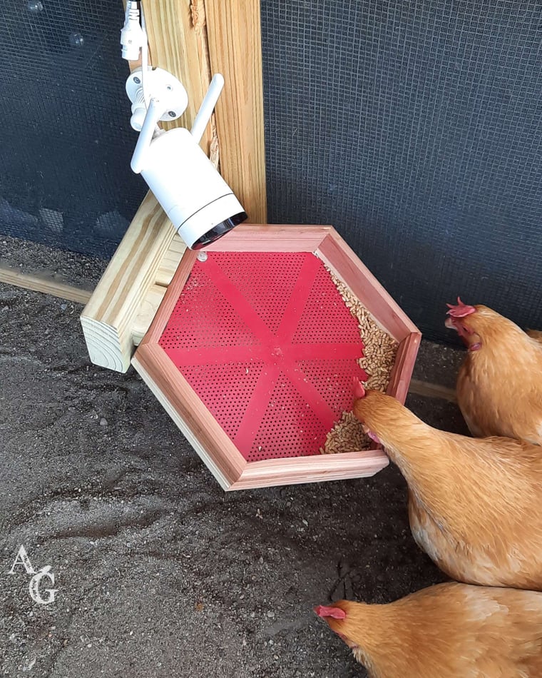 The chicken ladies snacking from their new snack feeder tray!