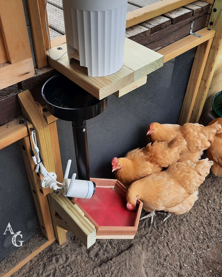 Automatic chicken treat feeder assembly
