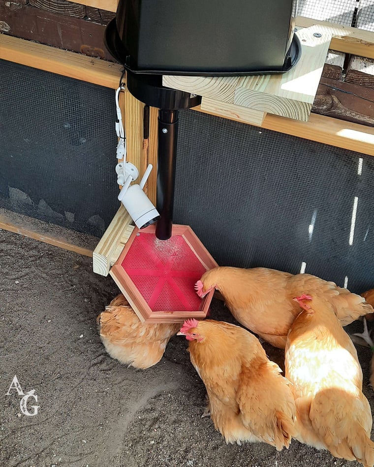 Automatic chicken treat feeder assembly