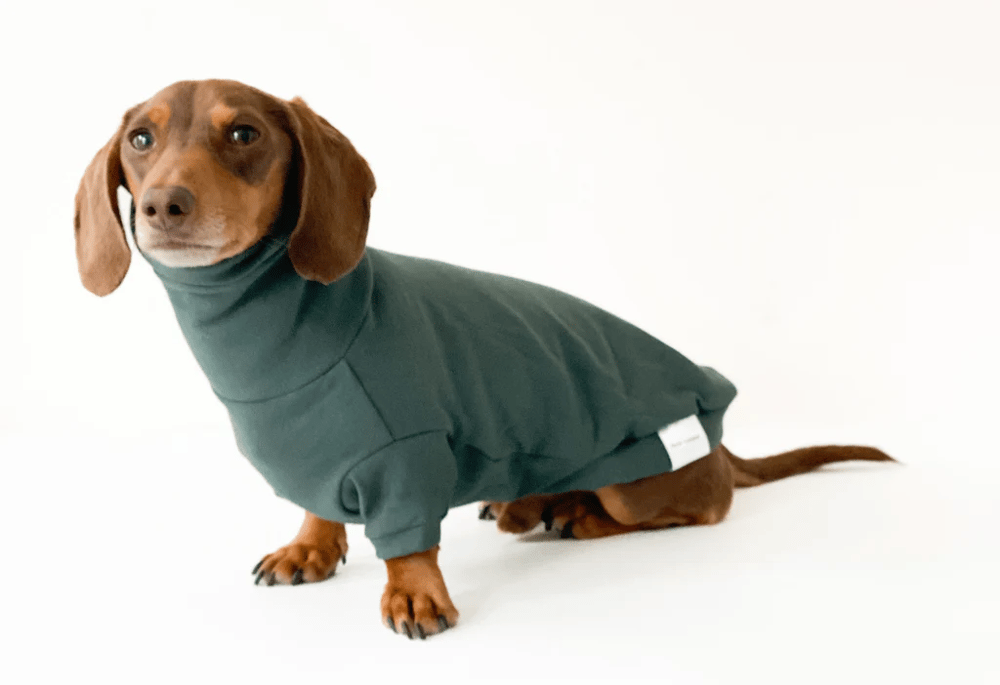 dachshund in turtleneck sweater