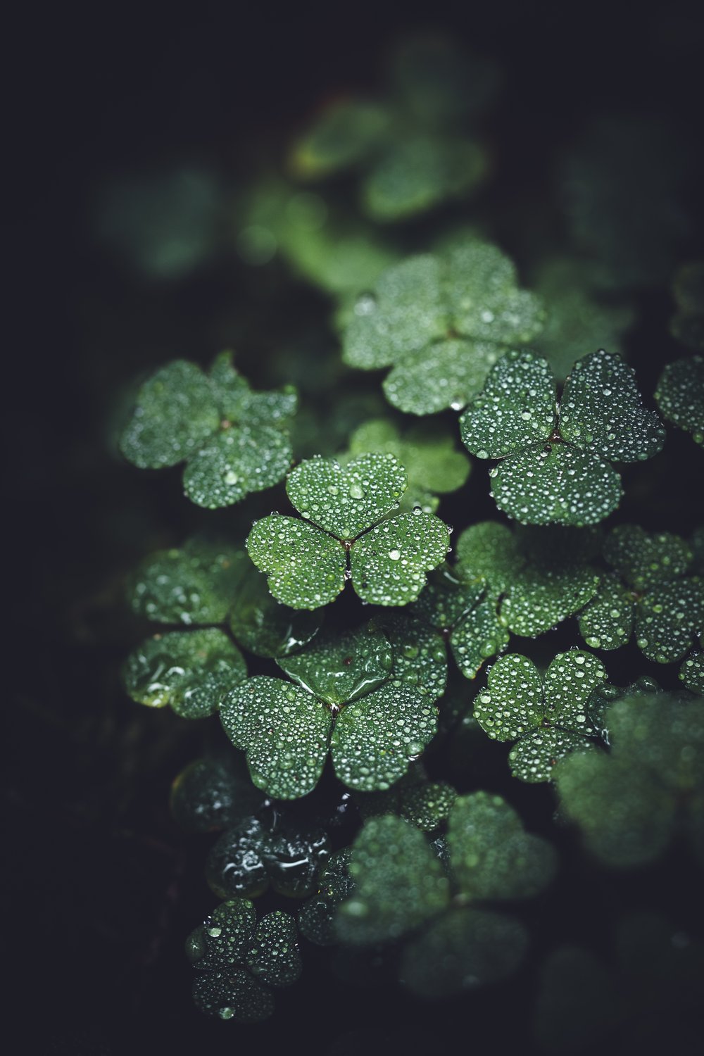 a photo of leaves edited with the moody flowers lightroom preset pack