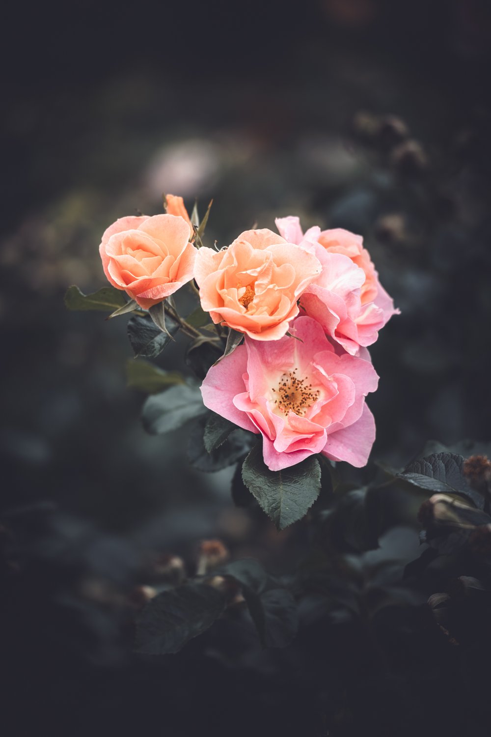 A photo of roses edited with the moody flowers preset pack