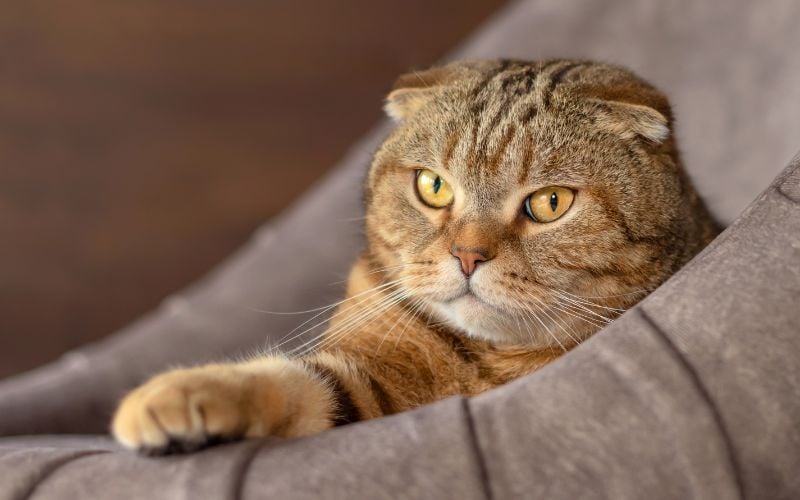 Scottish Fold Cat