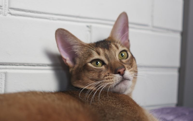 Abyssinian Cat