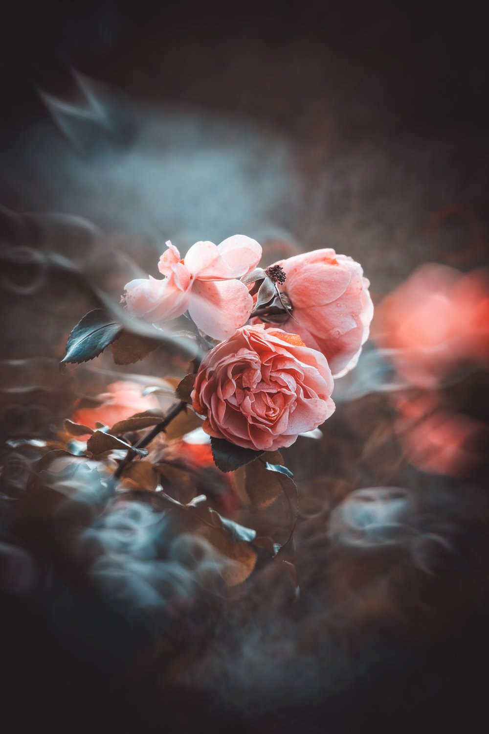 Roses photographed with the Nisi 250mm f/5.6 reflex lens