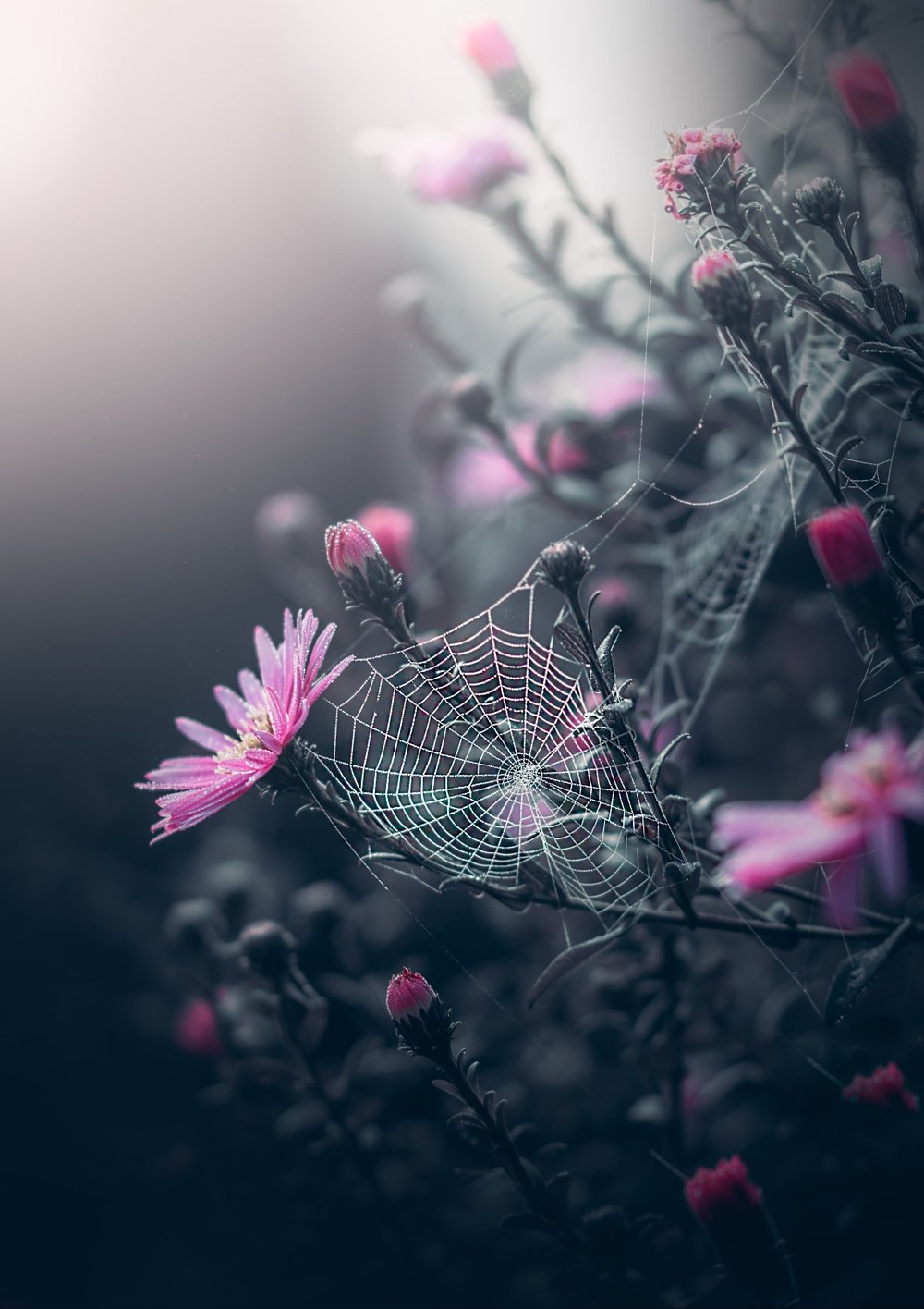 spiderweb hanging on a flower