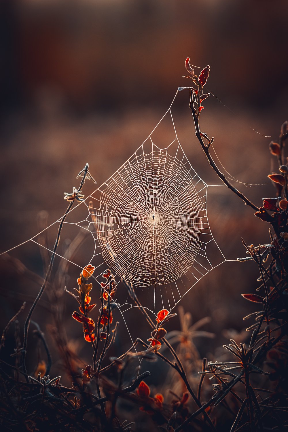 frosty spiderweb
