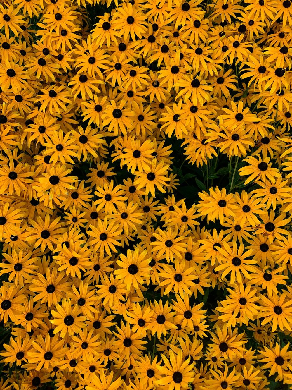 <img src="flowers-on-a-garden-bed.jpg" alt="Yellow flowers on a gardenbed">