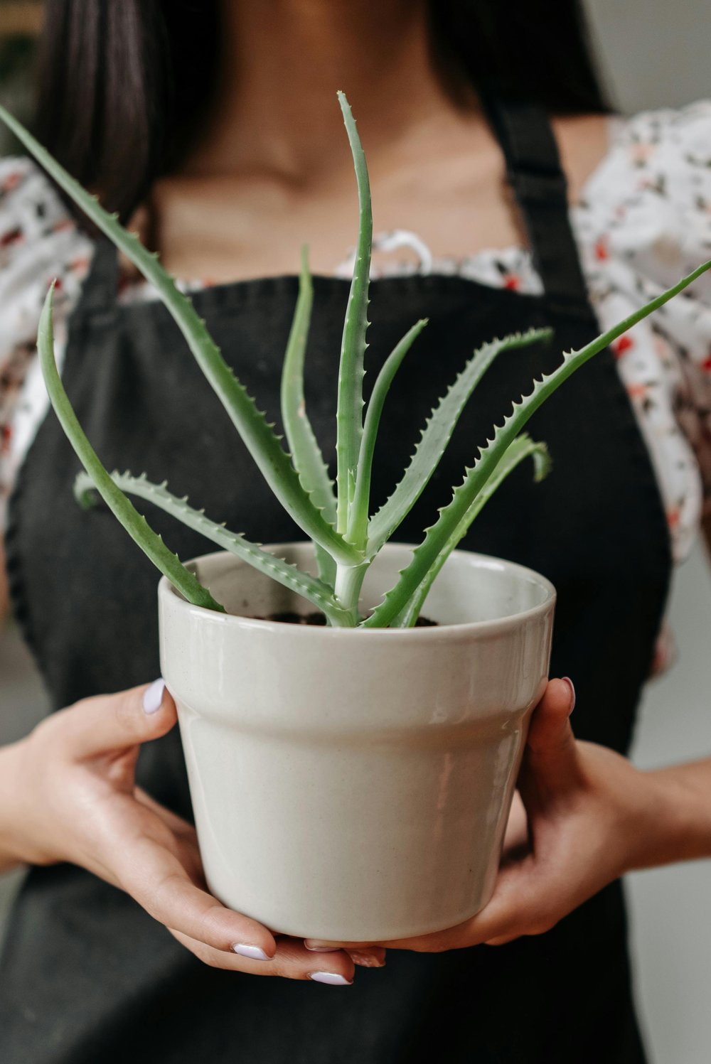 A close-up of a succulent plant in a small ceramic pot.