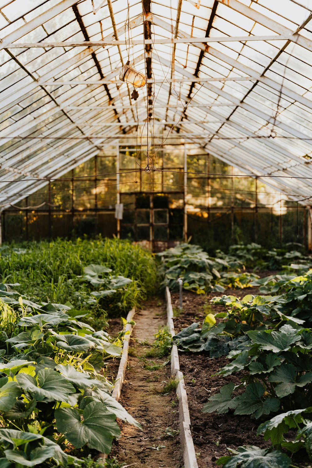 A lush vegetable garden growing in raised garden beds.
