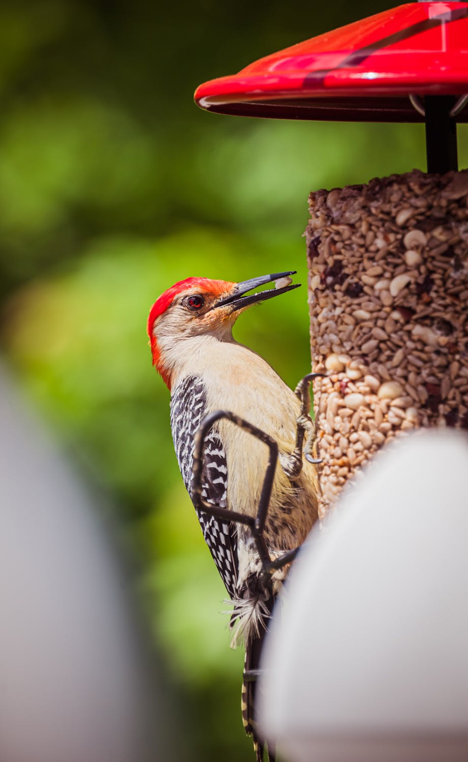 A beautiful bird feeding from a bird feeder in the garden