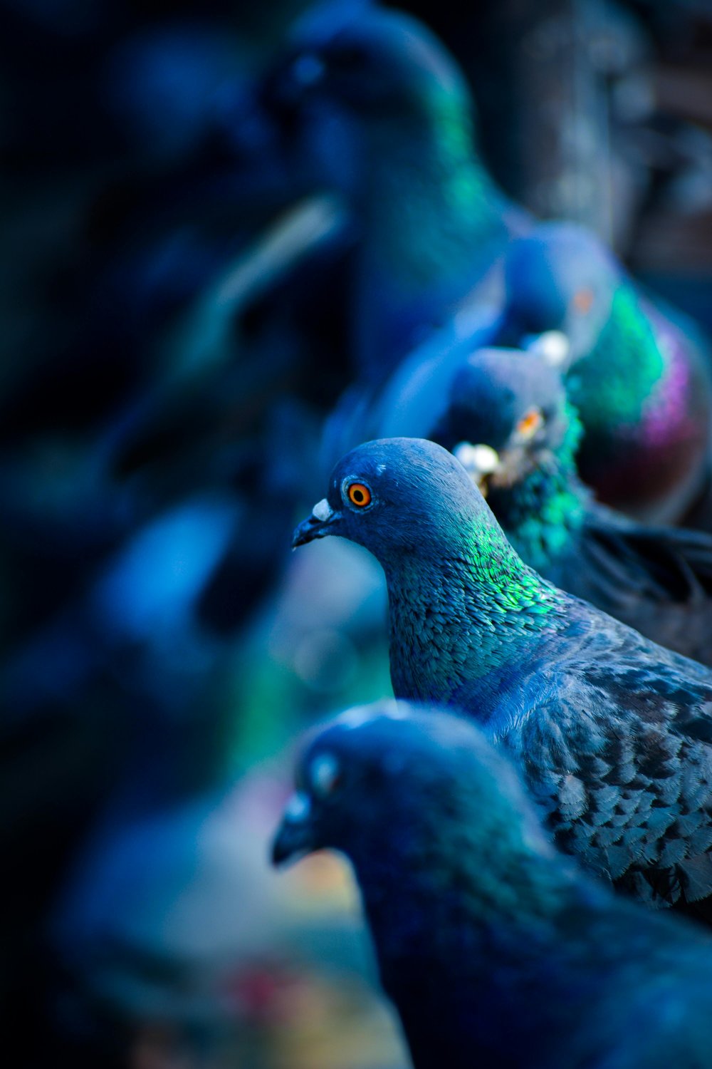 Beautiful blue birds in the garden