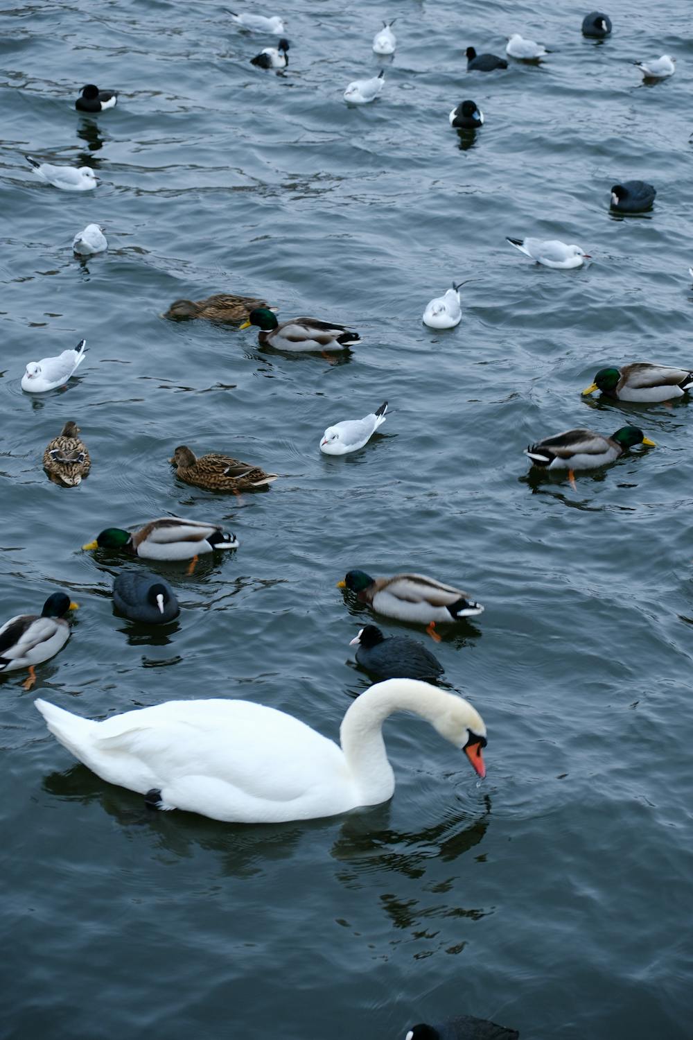 Free photo of swan ducks