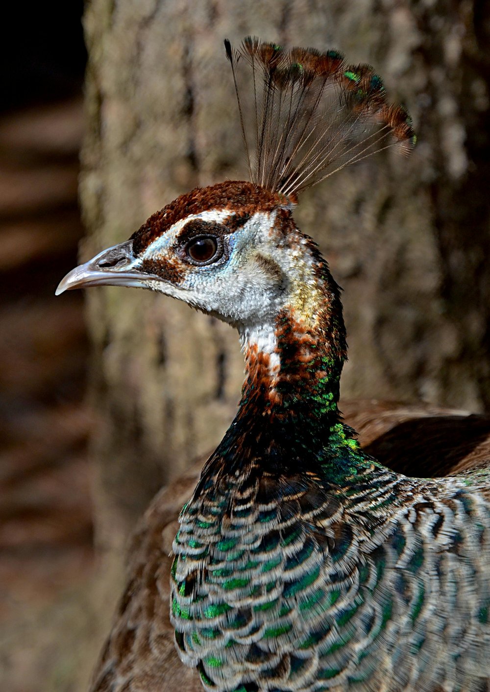 Beautiful bird photo by Jere Nikolas