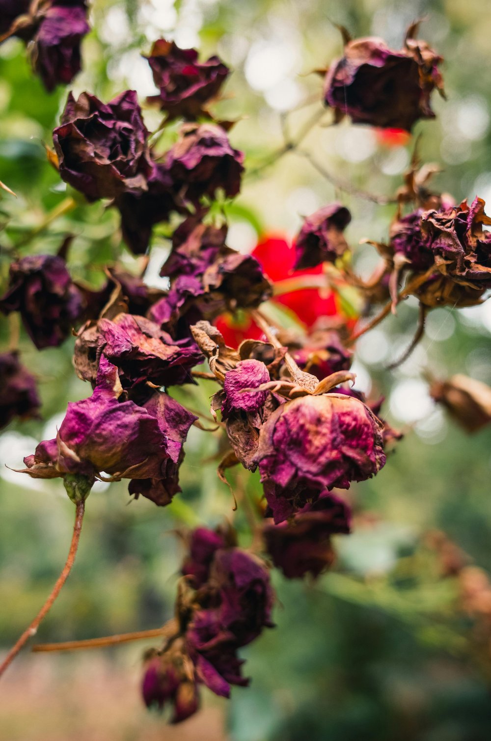 Dying roses
