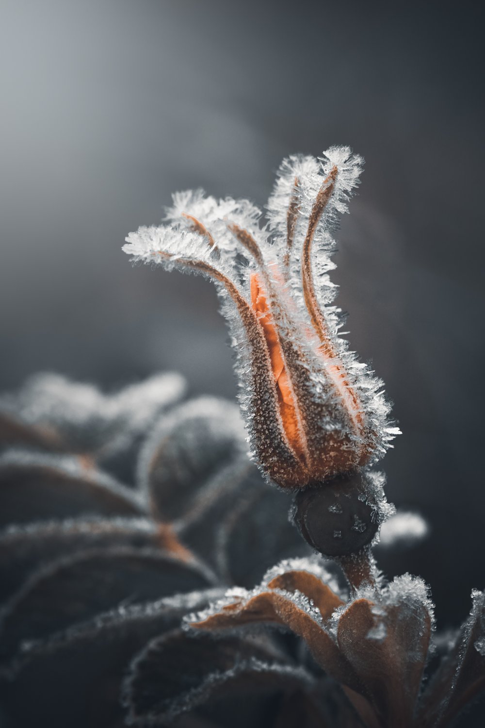 rosebud covered in frost