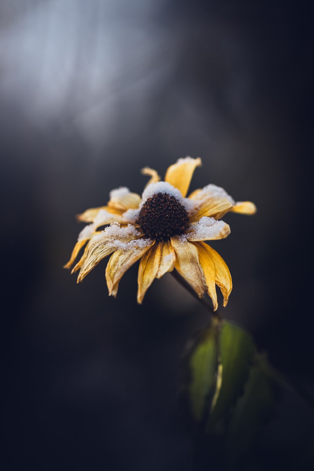 withered flower covered in a thin layer of snow