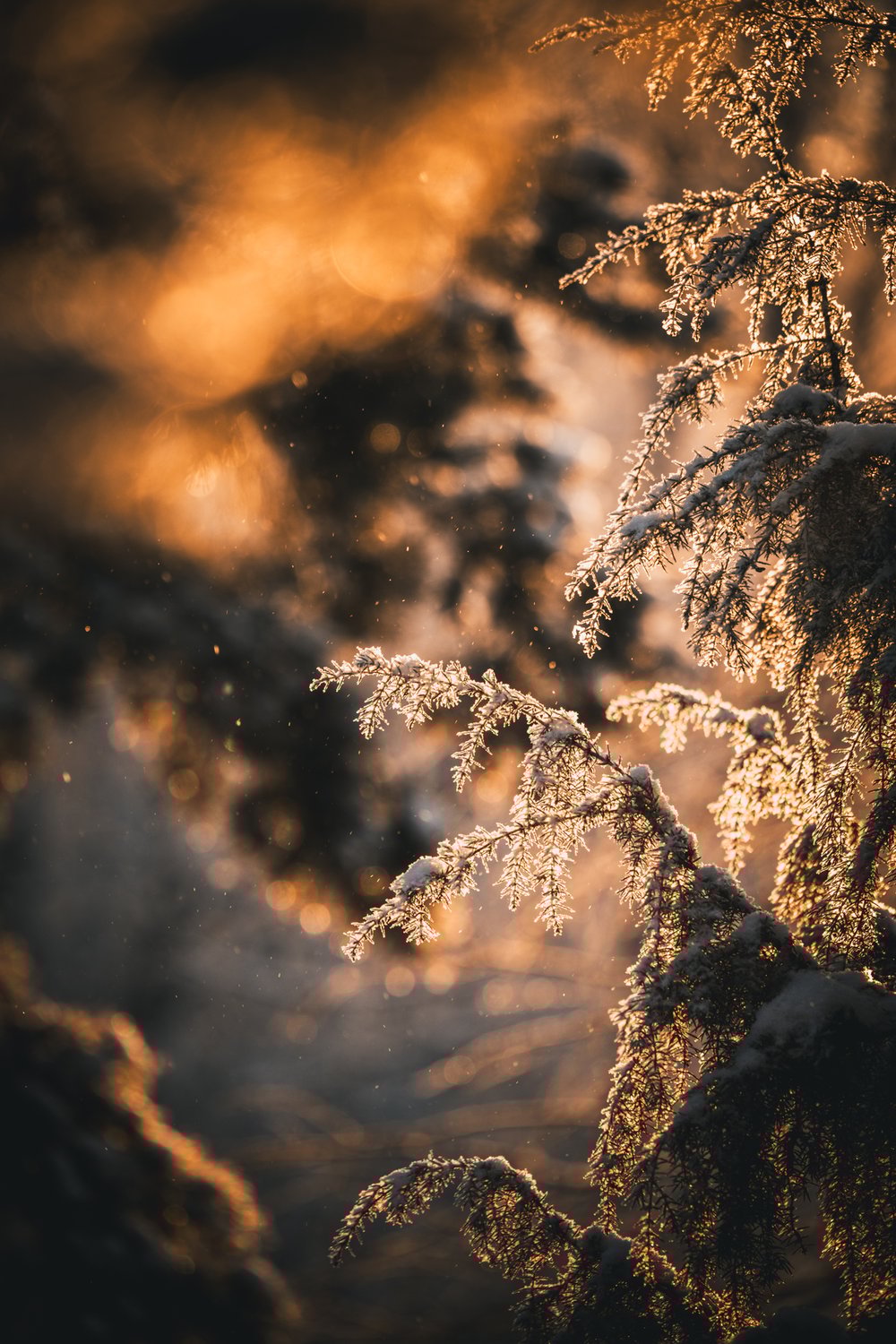 winter sunlight in the forest
