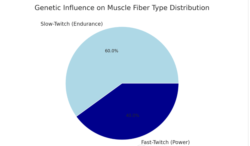 A pie chart illustrating the distribution of slow-twitch and fast-twitch muscle fibers. Slow-twitch fibers, which support endurance activities, make up approximately 60%, while fast-twitch fibers, responsible for explosive power, account for 40%