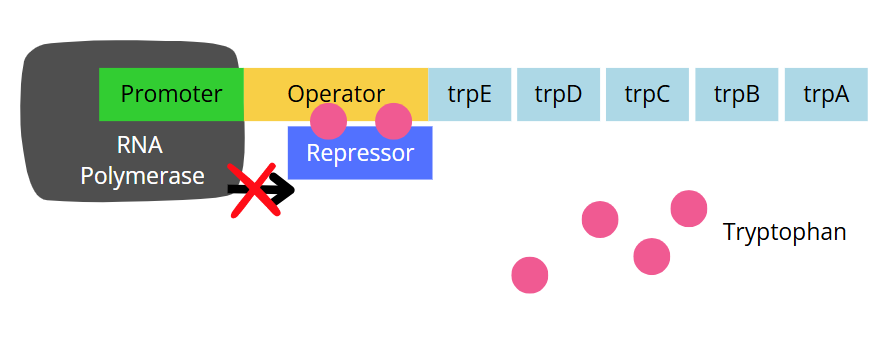 trp operson repression high tryptophan