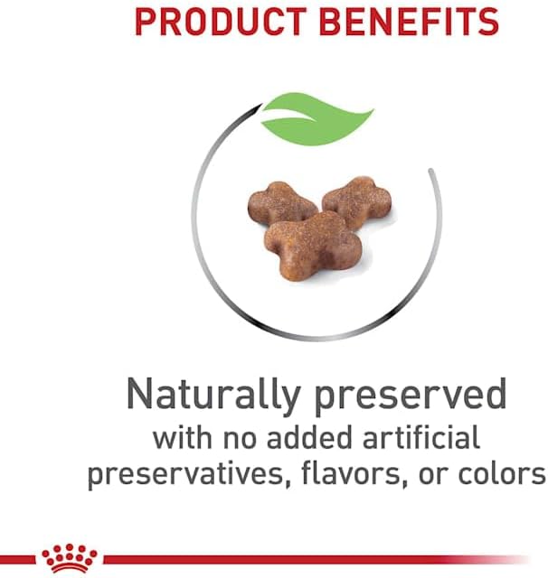 high quality kitten food