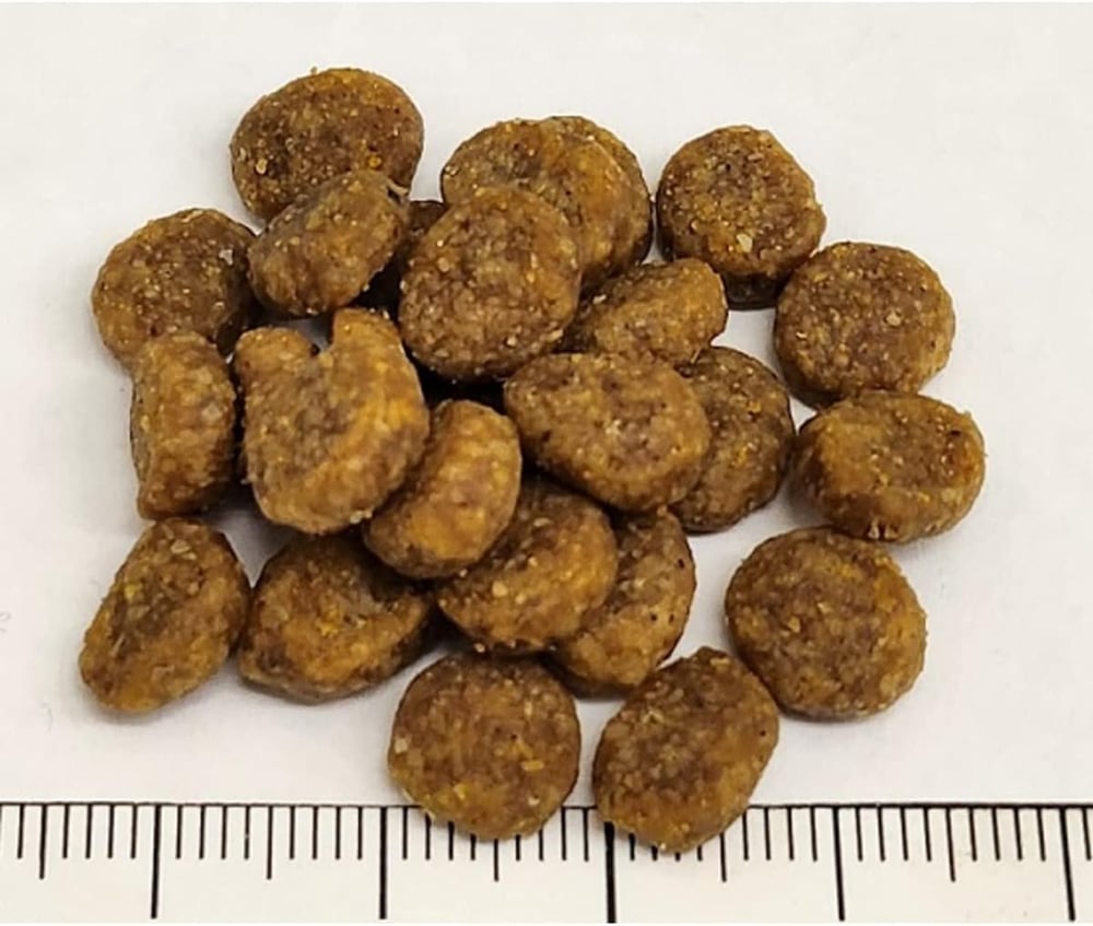 maine coon cat food