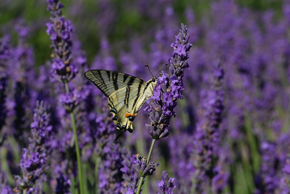 Lavender Fields