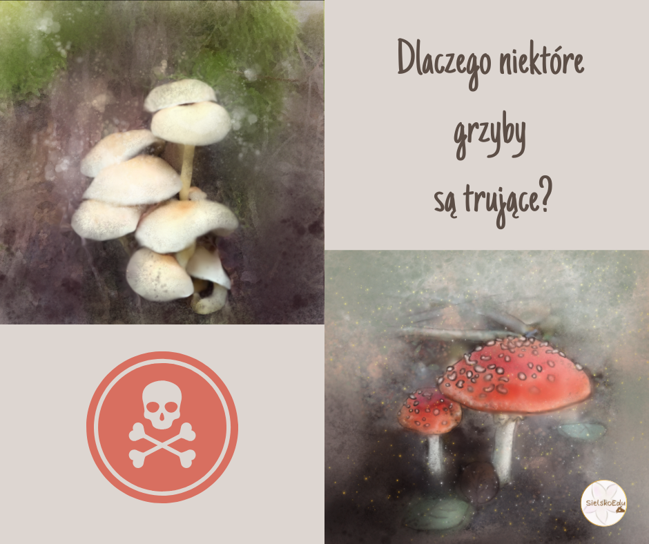 Dlaczego niektóre grzyby są trujące?