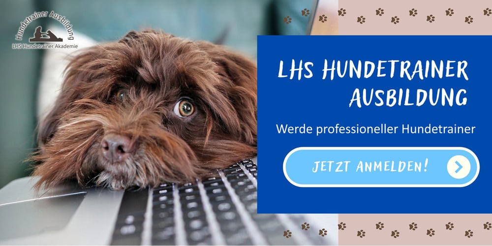 Hundetrainer Ausbildung Online