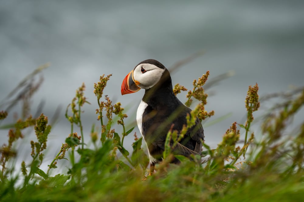 Puffin bird iceland portrait wildlife photography