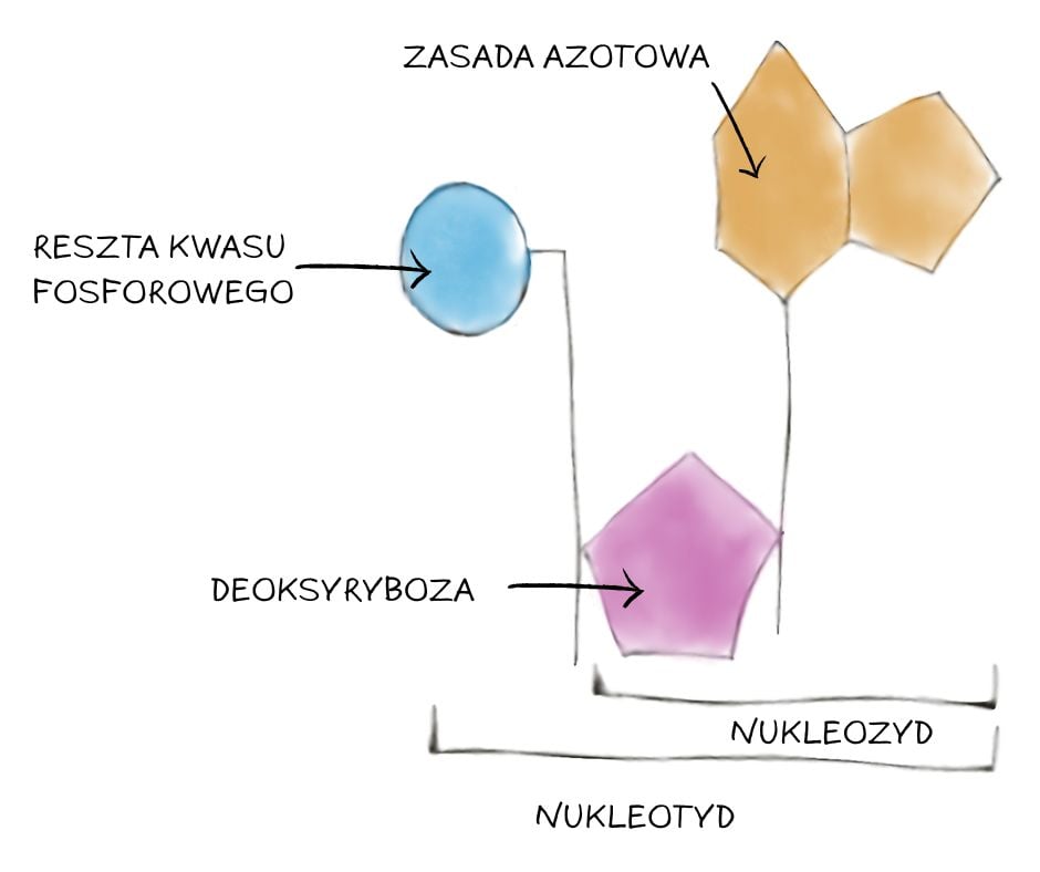 budowa nukleotydu