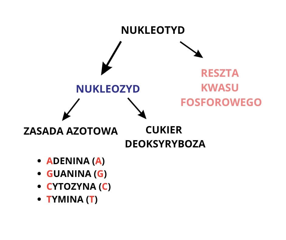 budona nukleotydu schemat