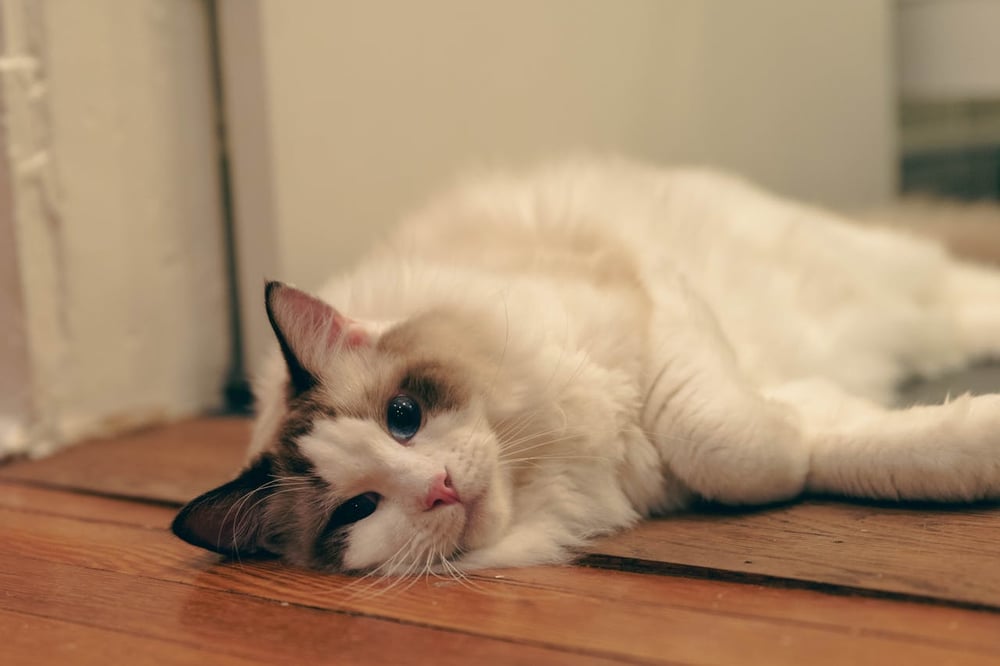 ragdoll cat resting
