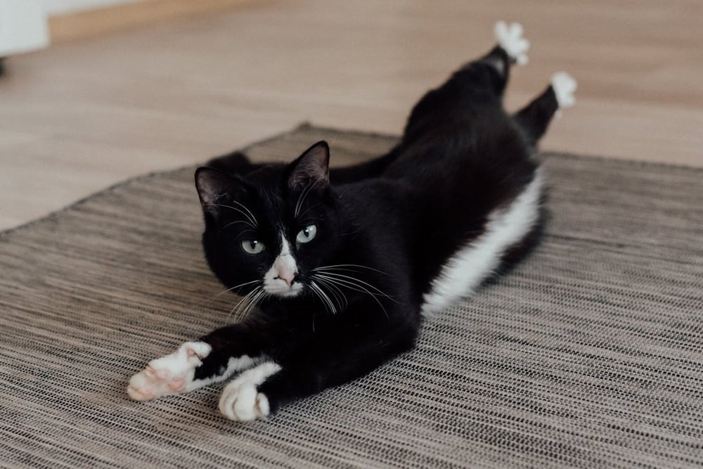 tuxedo cat stretching