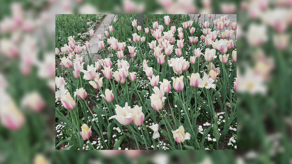 A tulip field with white and baby pink roses